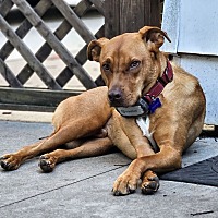 adopt a pet