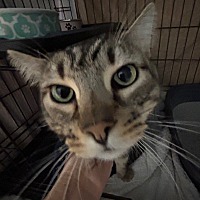 adopt-pet