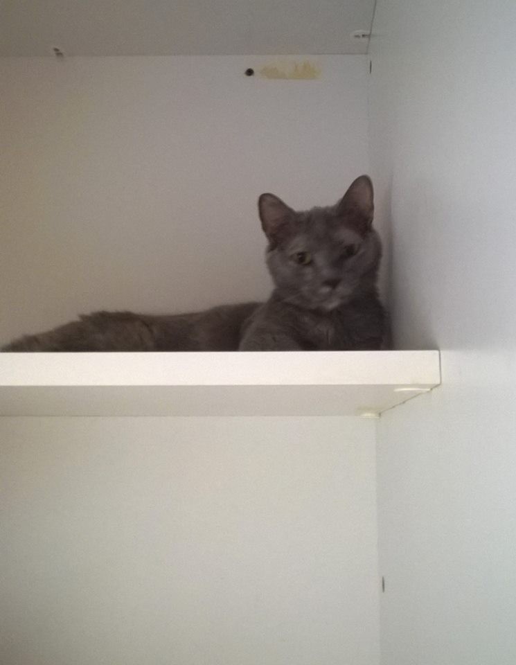 Morgantown Wv Munchkin Meet Peaches A Pet For Adoption