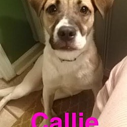 Thumbnail photo of CALLIE #4