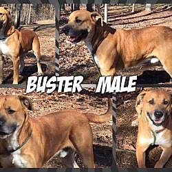 Thumbnail photo of Buster (reduced fee) #4