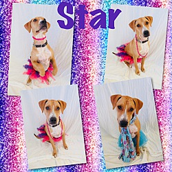 Thumbnail photo of Star - Pawsitive Direction #1