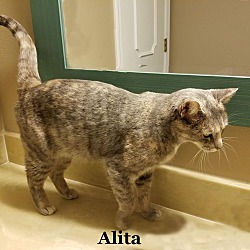 Thumbnail photo of Alita #2