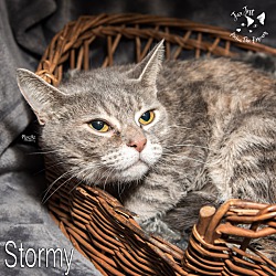 Thumbnail photo of Stormy #2