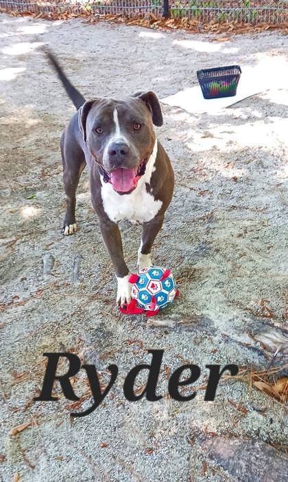 Photo of Ryder