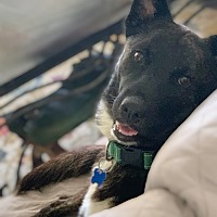 adopt a pet