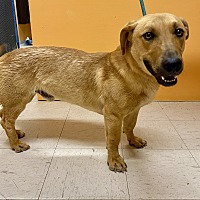 adopt a pet