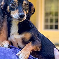adopt a pet