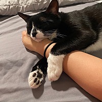 adopt a pet