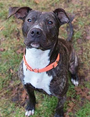 Bonney Lake Wa American Staffordshire Terrier Meet Collette