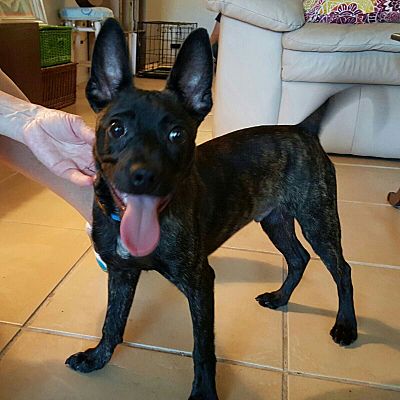 Boston terrier min hotsell pin