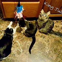 Thumbnail photo of King Julien #3