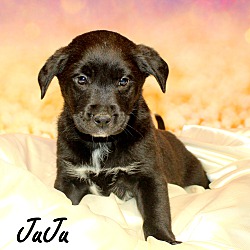 Thumbnail photo of JuJu~adopted! #3