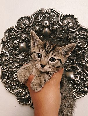 Sacramento Ca Maine Coon Meet Elmo A Pet For Adoption