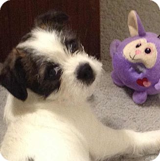 29 Best Pictures Pet Adoption Boston Terrier - KC Reg Black & White Boston Terrier pup READY NOW ...