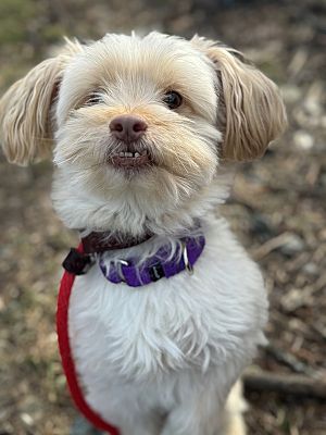 Oakland, NJ - Yorkie, Yorkshire Terrier/Shih Tzu. Meet Lex a Pet for ...