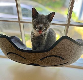Pipsqueak