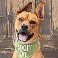 adopt a pet