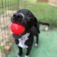 adopt a pet
