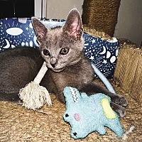 adopt a pet
