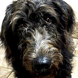 Photo of WRIGLEY(OUR SWEET "DOODLE"!!