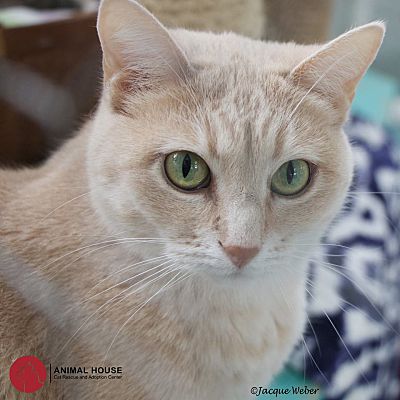 St Louis Mo Domestic Shorthair Meet Flair A Pet For Adoption
