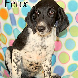 Thumbnail photo of Felix ~ meet me! #2
