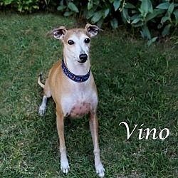 Thumbnail photo of Vino #3