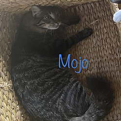 Thumbnail photo of Mojo #2