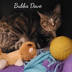 Thumbnail photo of Bubba Dave #1