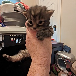 Thumbnail photo of Baby Kitten 1 #1