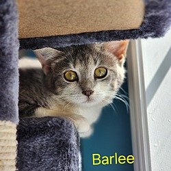 Photo of Barlee