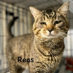 Thumbnail photo of Reas #2