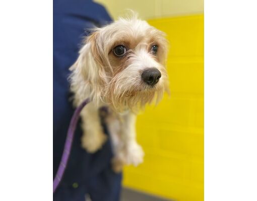 Upper Marlboro, MD Cavalier King Charles Spaniel. Meet *JOHHNY DEPP a Pet for Adoption