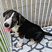 adopt a pet