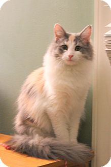 Arlington Va Norwegian Forest Cat Meet Penny A Pet For Adoption