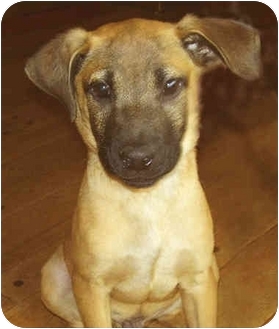 belgian sheepdog puppies for sale in california jimmy adopted puppy vista ca belgian shepherd rhodesian belgian sheepdog puppies for sale in california jimmy adopted puppy vista ca belgian shepherd rhodesian