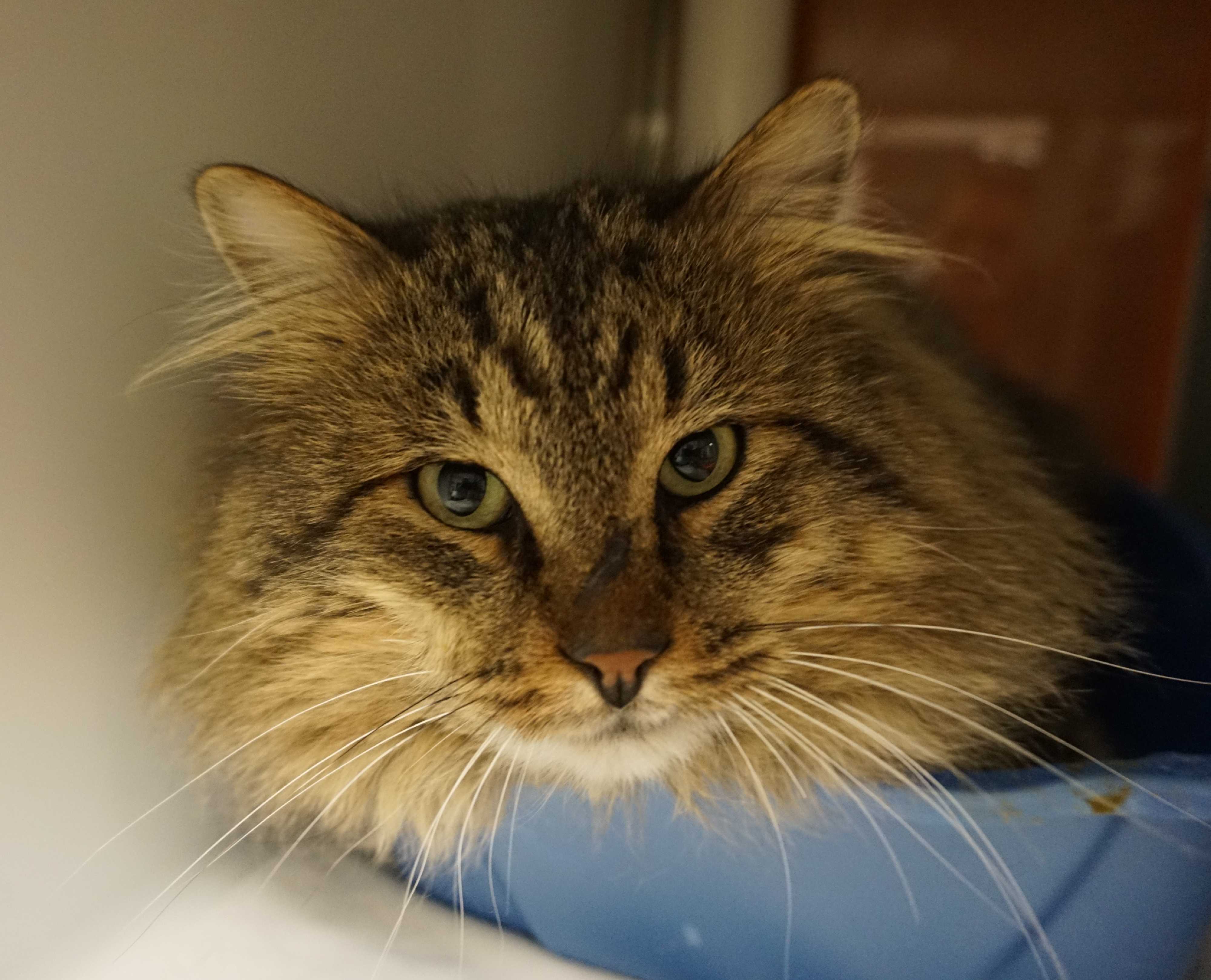 Farmington Nm Maine Coon Meet Mouser A Pet For Adoption