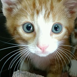 Thumbnail photo of Rainbow Kittens!!beautiful #2