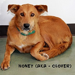 Thumbnail photo of Honey/Clover #2