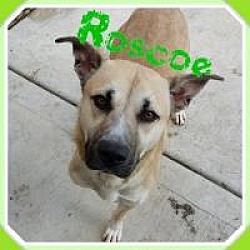 Thumbnail photo of Roscoe (a tripaw'd) #1