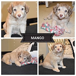 Photo of Mango Adoption Pending