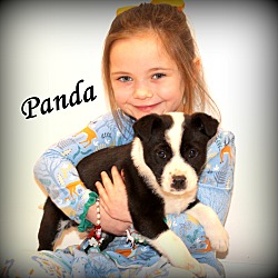 Thumbnail photo of Panda~adopted! #1
