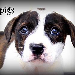 Thumbnail photo of Spigs~adopted! #3