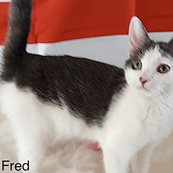 Thumbnail photo of Fred #3