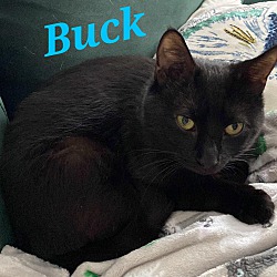 Photo of Buck
