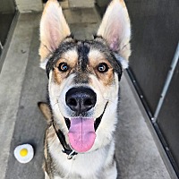 adopt a pet