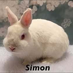 Thumbnail photo of Simon #2
