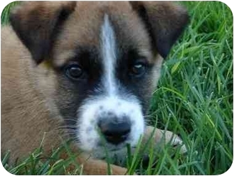 adopt a pet com
