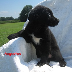 Thumbnail photo of Augustus~meet me~ #2